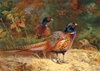 Pheasants - Cock & Hen - Wentworth
