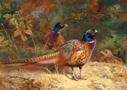 Pheasants - Cock & Hen - Wentworth